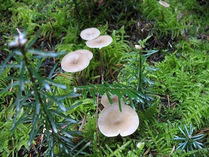 2008 10 Myco domaine de La Claye 04